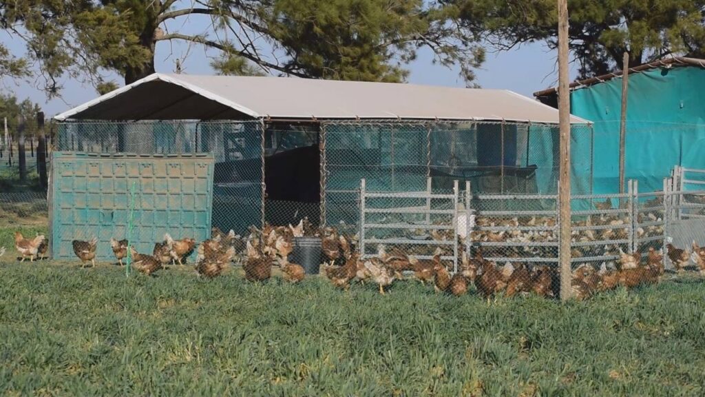 gallinas ponedoras