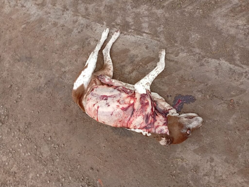 Extrema crueldad: Apareció una perra apuñalada y despellejada 3 perro