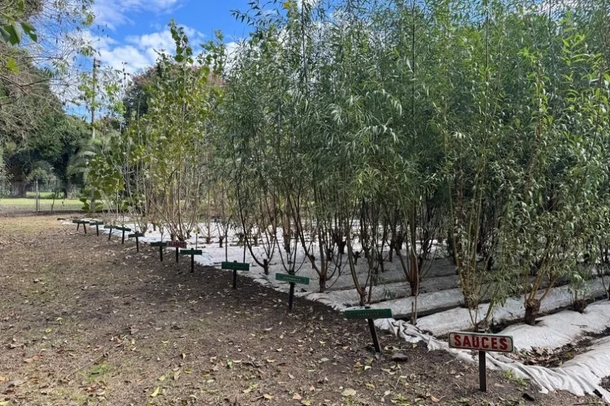 arboles870x580 1 860x573 1